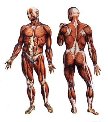 musculatura humana