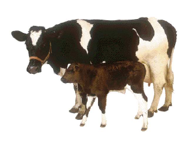animales vertebrados